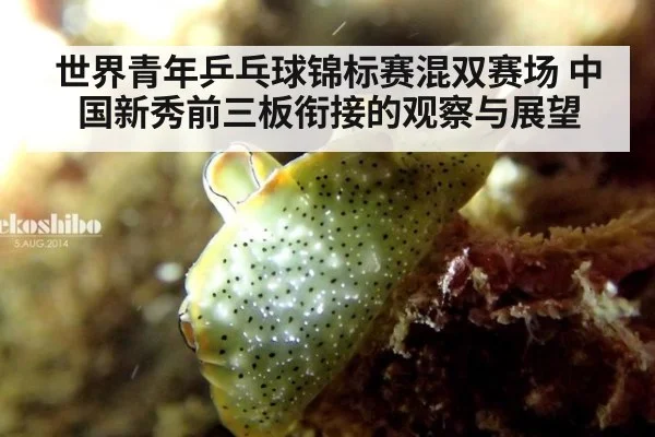 世界青年乒乓球锦标赛混双赛场 中国新秀前三板衔接的观察与展望